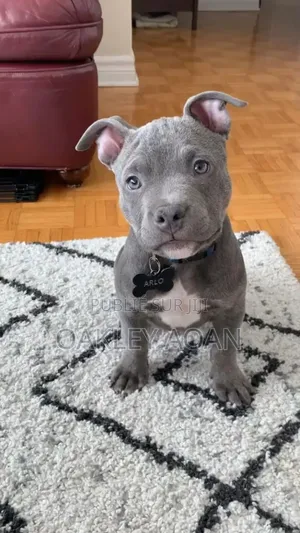 3-6 mois Homme Pure race American Bully