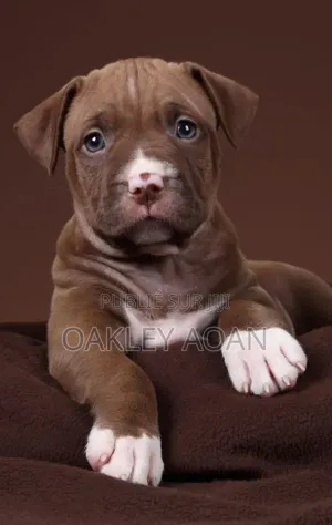 3-6 mois Homme Pure race American Bully