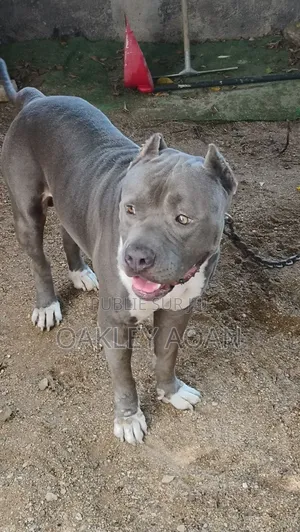 Plus d’un an Femme Pure race American Bully