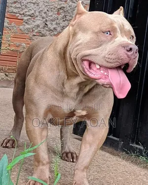 Plus d’un an Homme Pure race American Bully