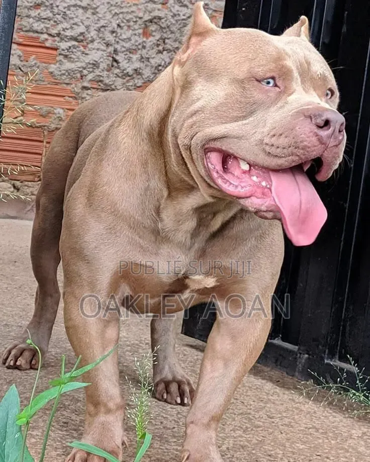 Plus d’un an Homme Pure race American Bully