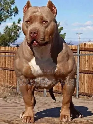 Plus d’un an Homme Pure race American Bully