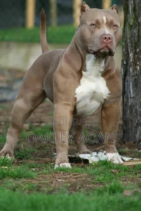 Plus d’un an Homme Pure race American Bully