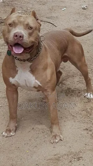 Plus d’un an Homme Pure race American Bully