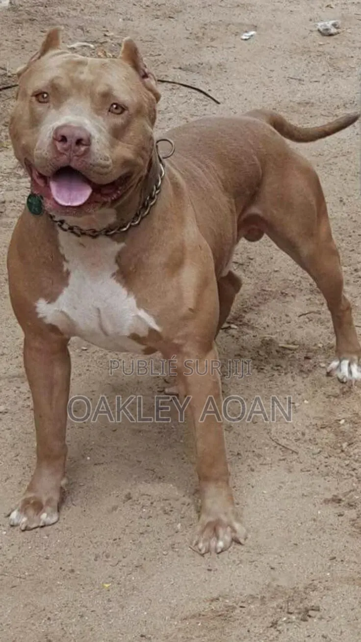 Plus d’un an Homme Pure race American Bully