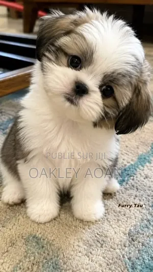 3-6 mois Femme Pure race Shih Tzu