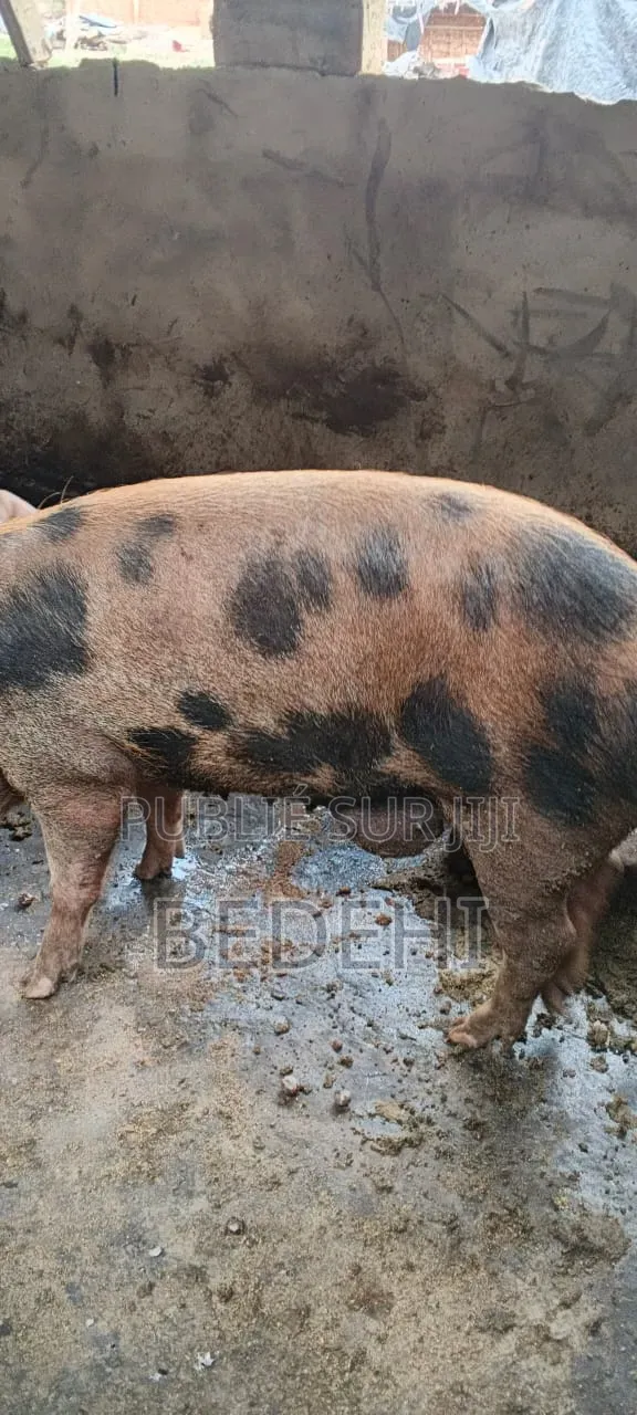 Ventre De Porcs
