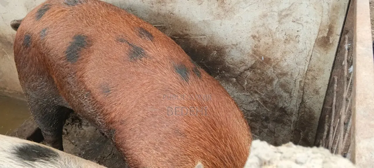 Ventre De Porcs