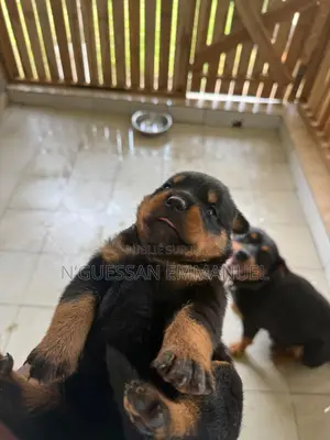 1-3 mois Homme Pure race Rottweiler
