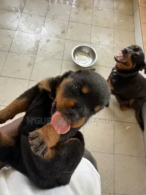 1-3 mois Homme Pure race Rottweiler