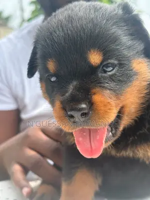 1-3 mois Homme Pure race Rottweiler