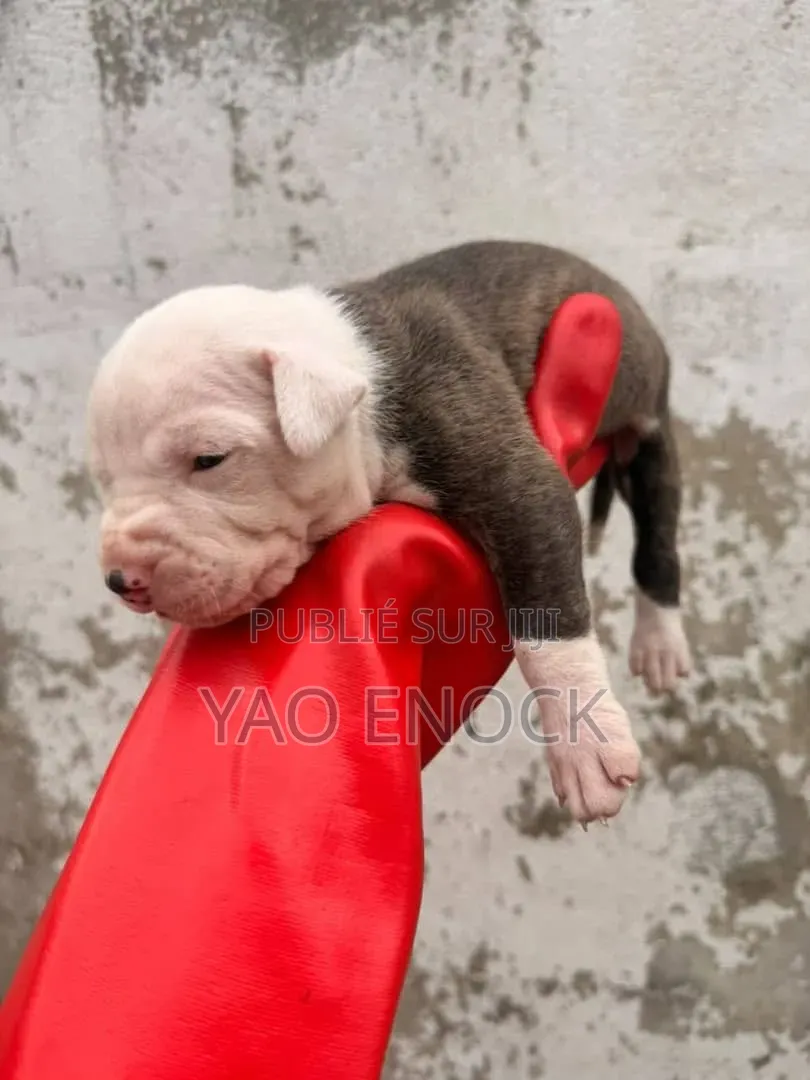 Chiots De 3 Mois