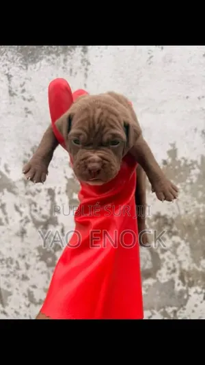 Chiots De 3 Mois