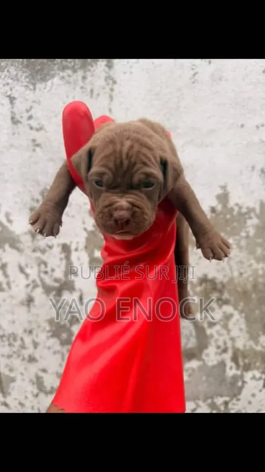 Chiots De 3 Mois