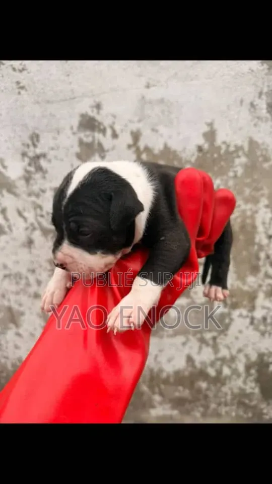 Chiots De 3 Mois