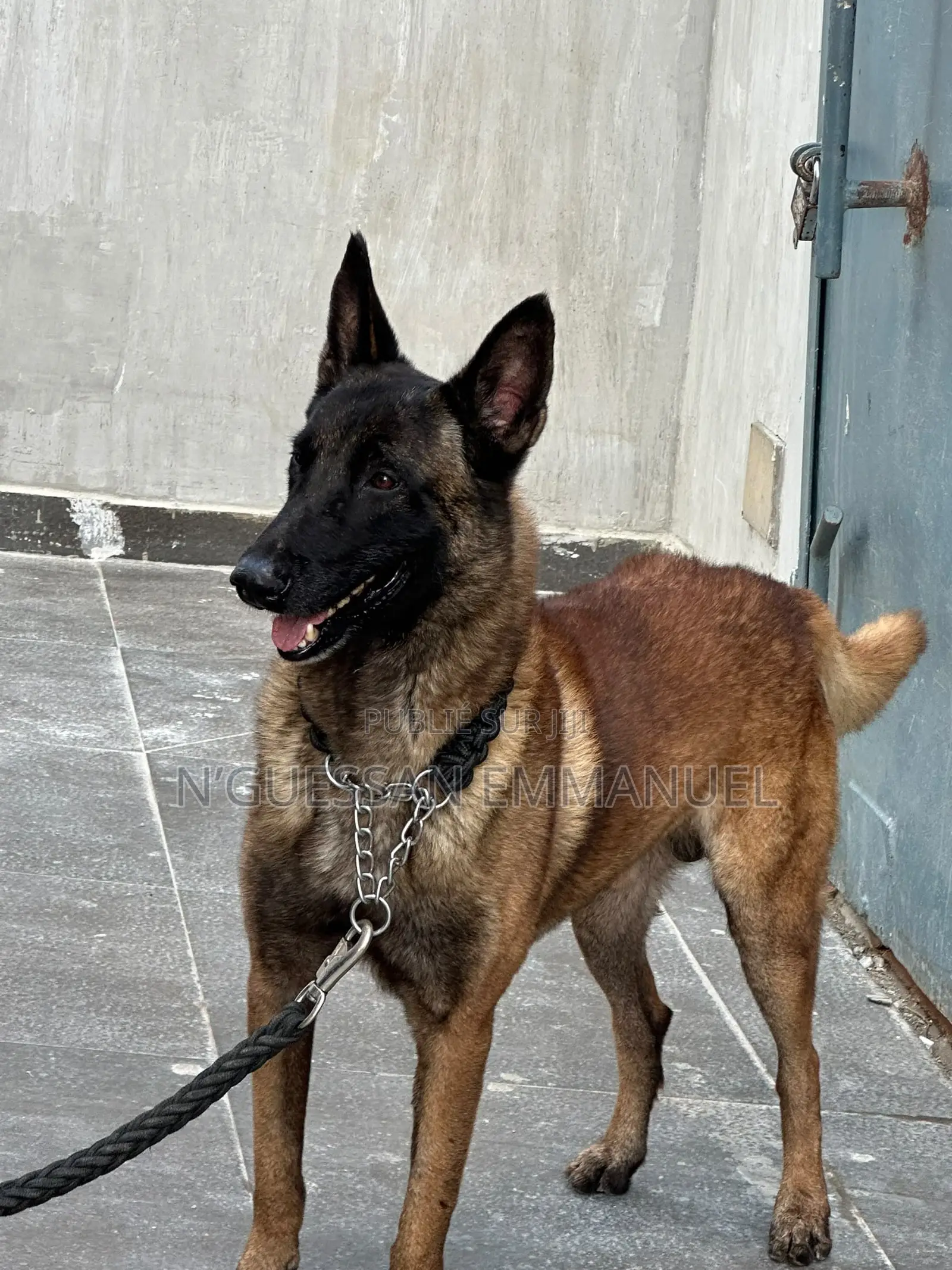 6 à 12 mois Homme Pure race Belgian Malinois