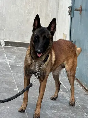 6 à 12 mois Homme Pure race Belgian Malinois