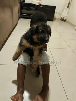 1-3 mois Homme Pure race German Shepherd