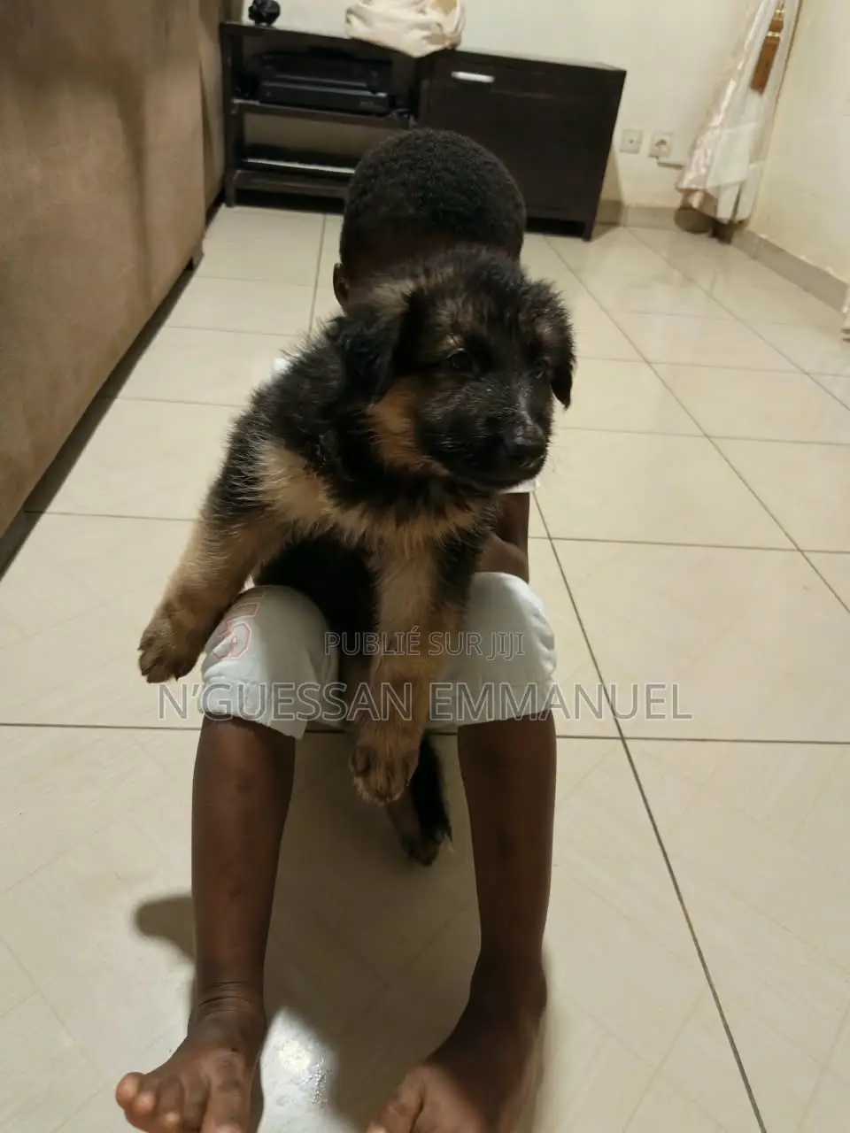 1-3 mois Homme Pure race German Shepherd