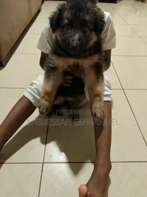 1-3 mois Homme Pure race German Shepherd