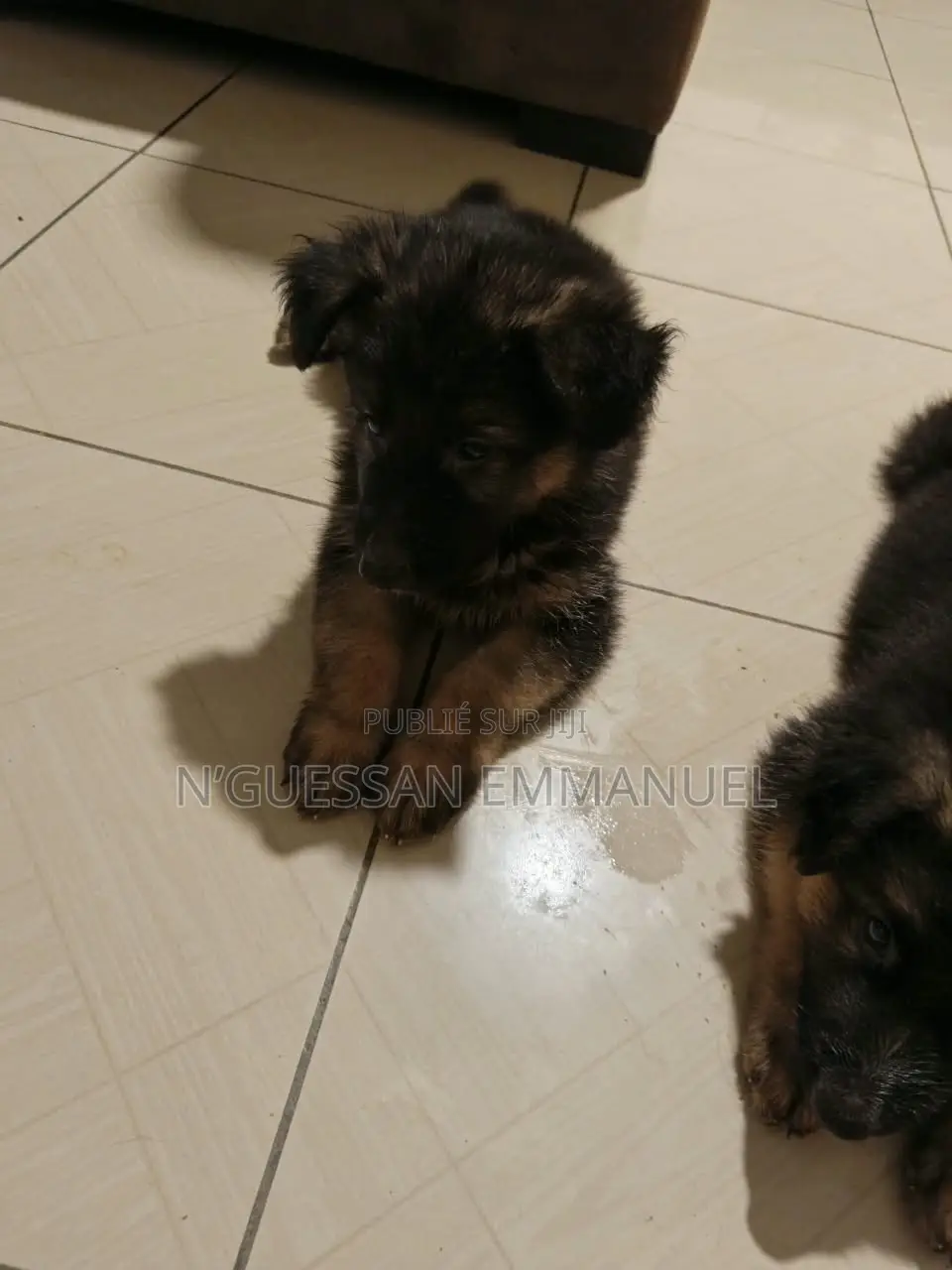 1-3 mois Homme Pure race German Shepherd