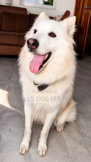 6 à 12 mois Homme Pure race Siberian Husky
