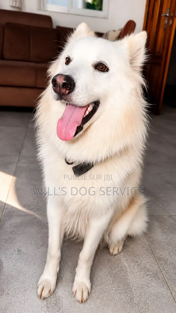 6 à 12 mois Homme Pure race Siberian Husky