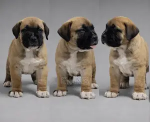 1-3 mois Homme Pure race Boerboel