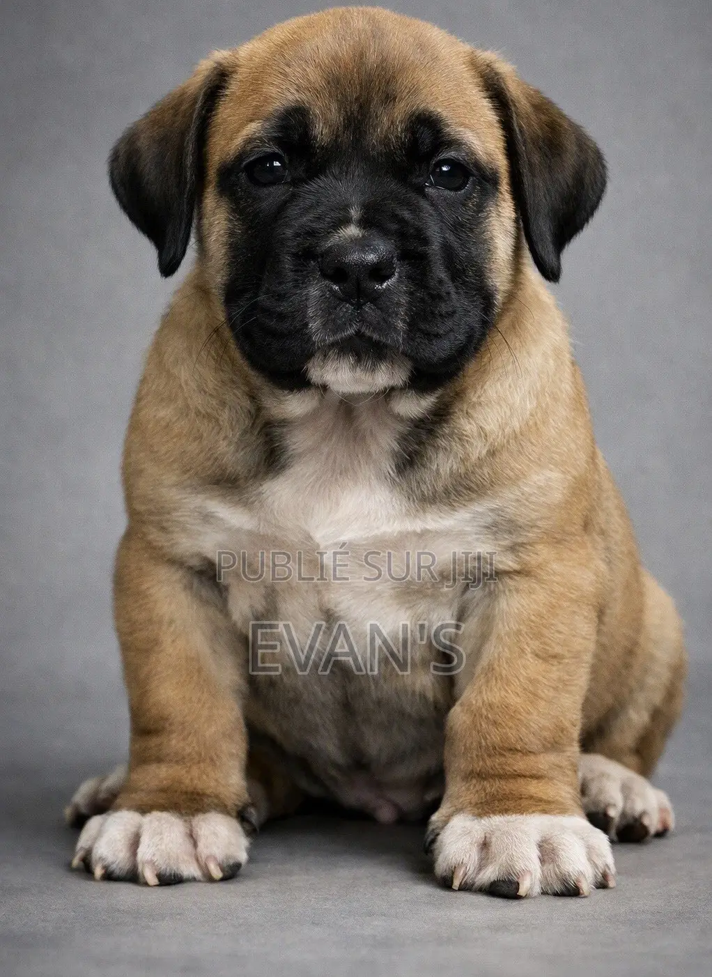 1-3 mois Femme Pure race Boerboel