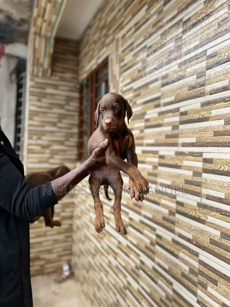 1-3 mois Homme Pure race Doberman Pinscher