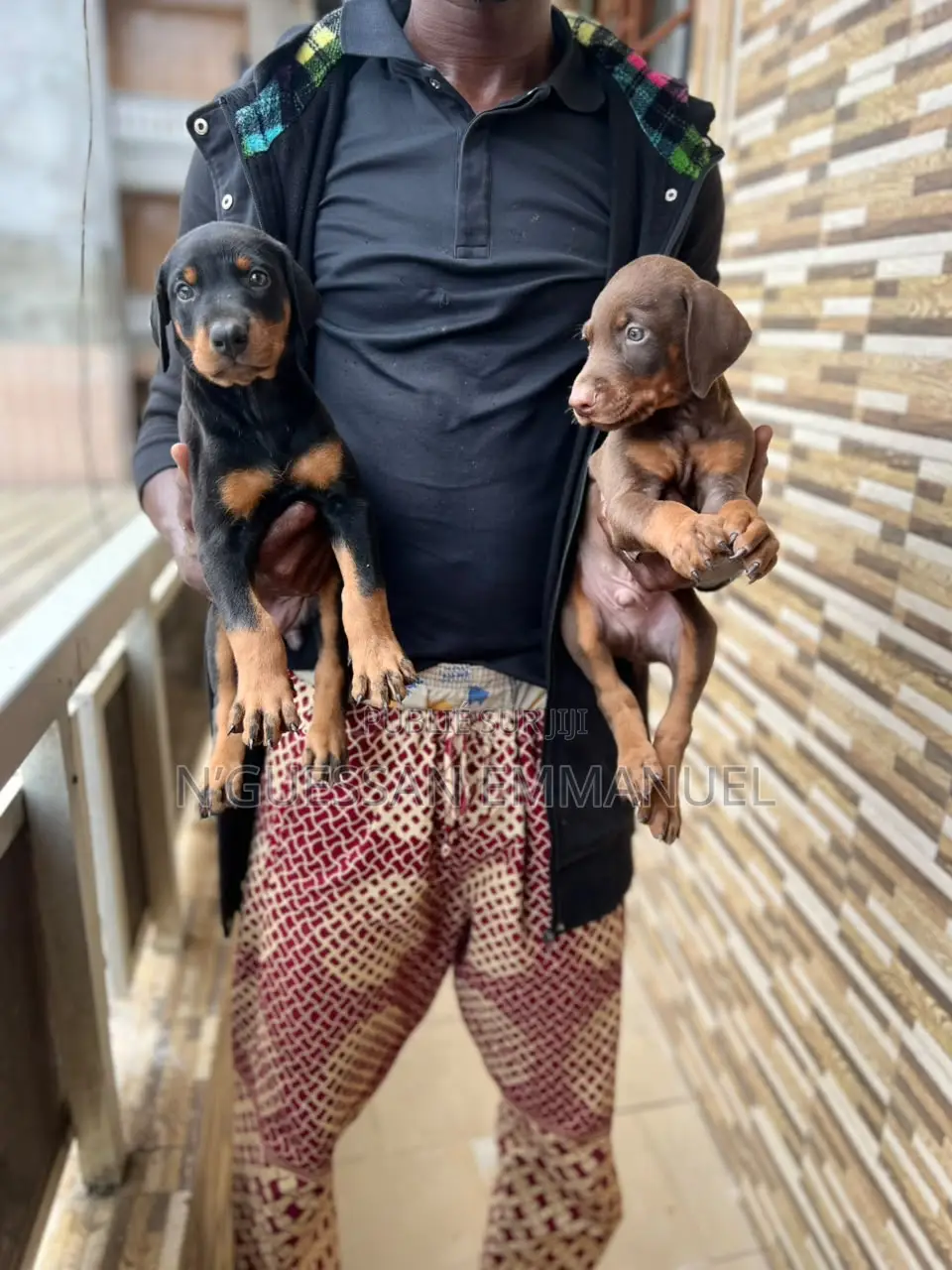 1-3 mois Homme Pure race Doberman Pinscher