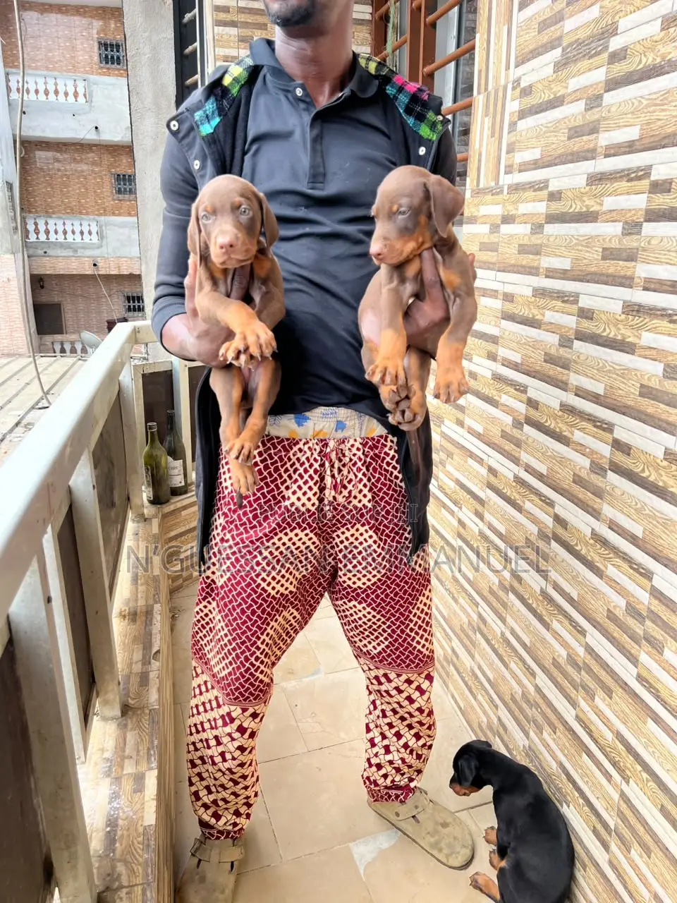 1-3 mois Homme Pure race Doberman Pinscher