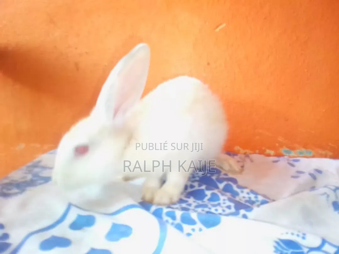 Lapin Mâle Et Femelle