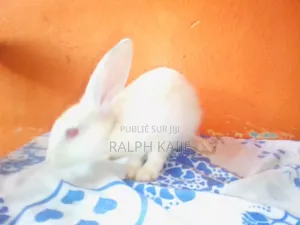Lapin Mâle Et Femelle