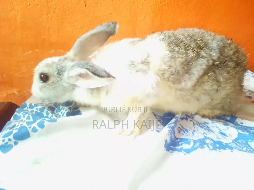 Lapin Mâle Et Femelle