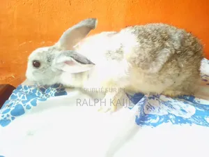 Lapin Mâle Et Femelle
