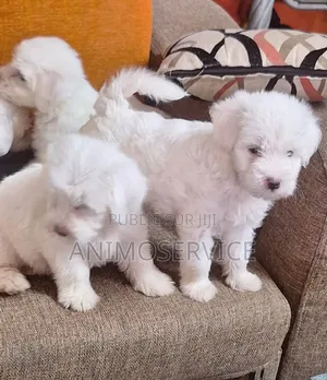 1-3 mois Femme Pure race Bichon Frise