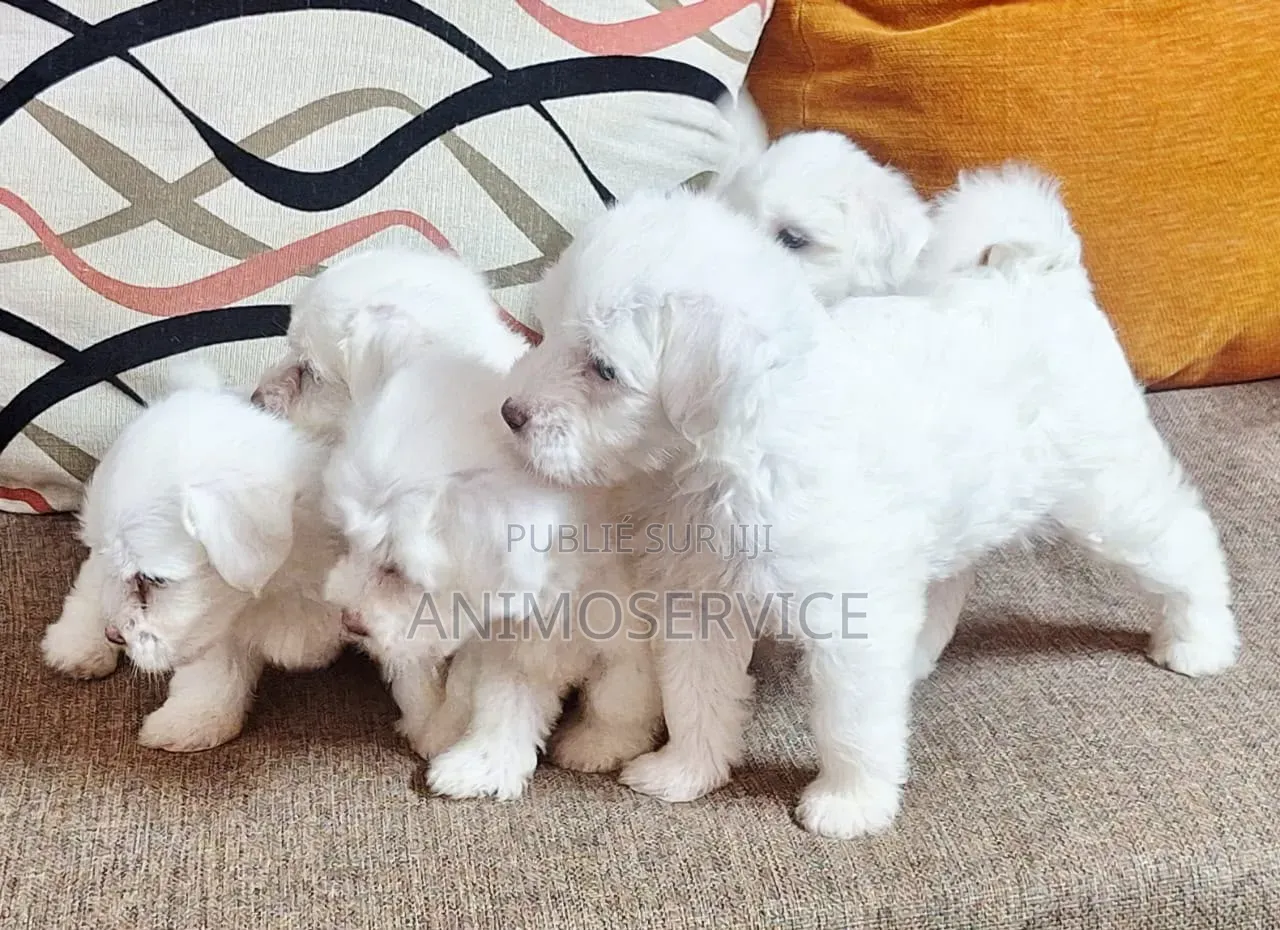 1-3 mois Femme Pure race Bichon Frise