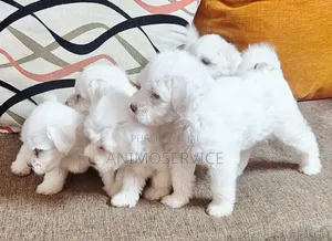1-3 mois Femme Pure race Bichon Frise
