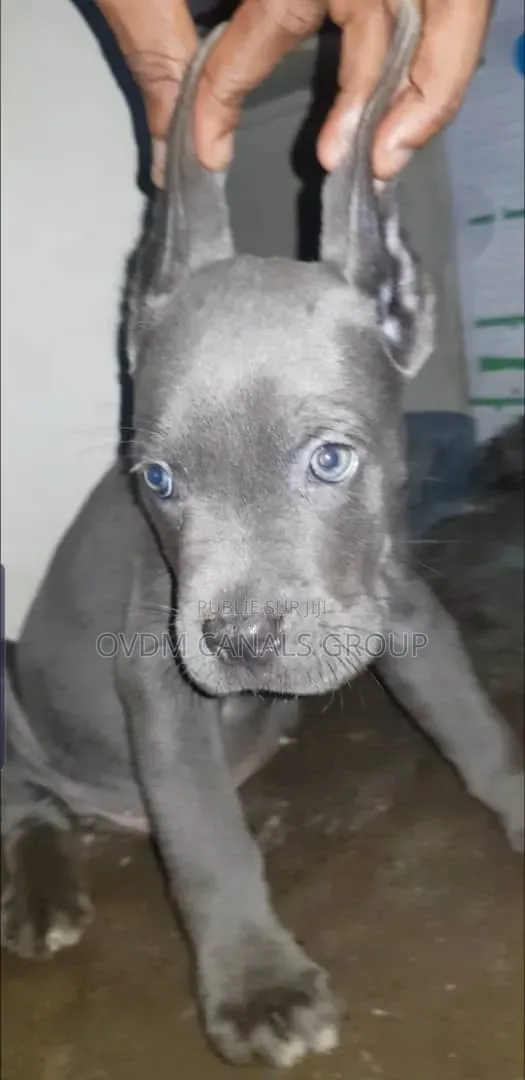 1-3 mois Homme Pure race Cane Corso