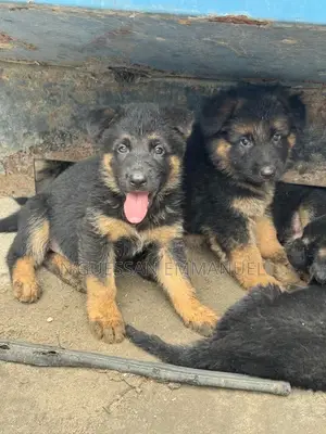 1-3 mois Homme Pure race Belgian Sheepdog