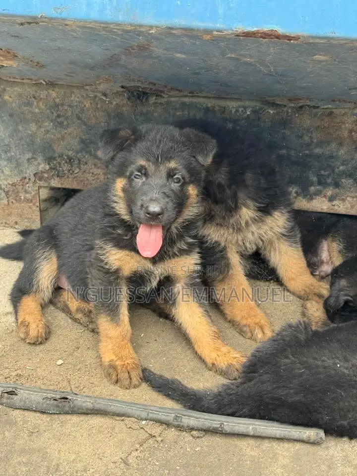 1-3 mois Homme Pure race Belgian Sheepdog