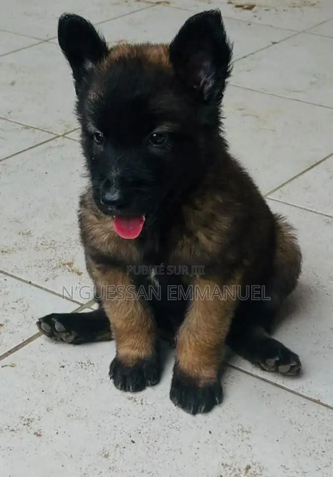 1-3 mois Homme Pure race Belgian Malinois