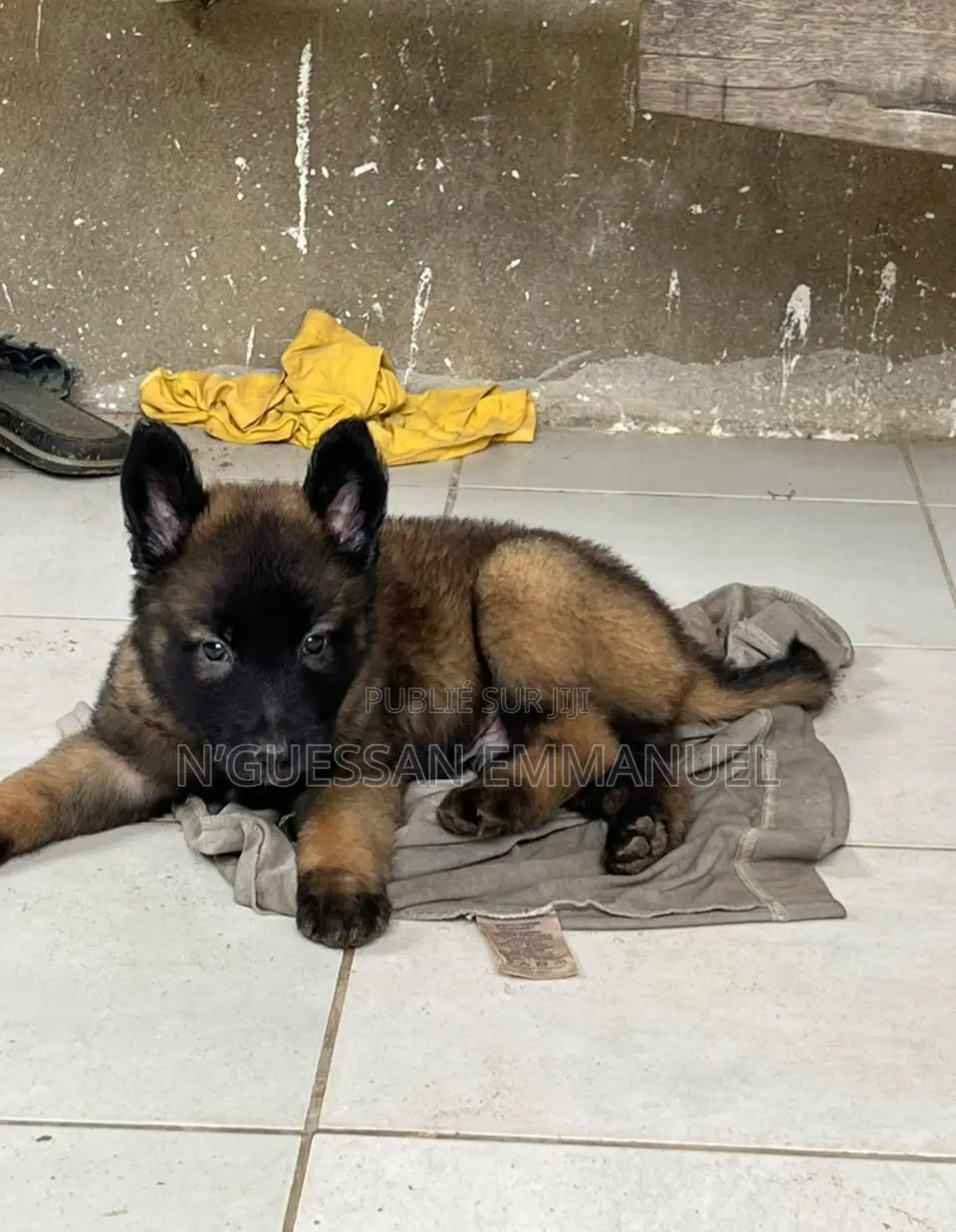 1-3 mois Homme Pure race Belgian Malinois
