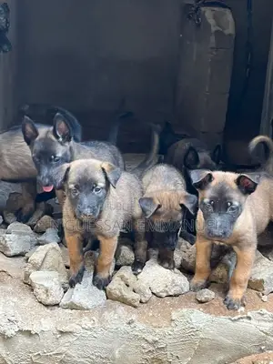 1-3 mois Homme Pure race Belgian Malinois