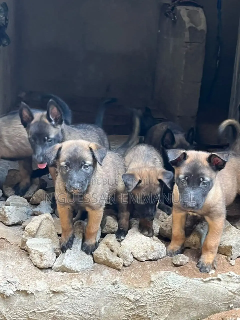 1-3 mois Homme Pure race Belgian Malinois