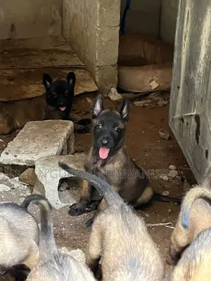 1-3 mois Homme Pure race Belgian Malinois