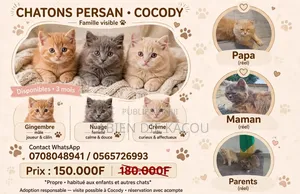 1-3 mois Homme Pure race Persian