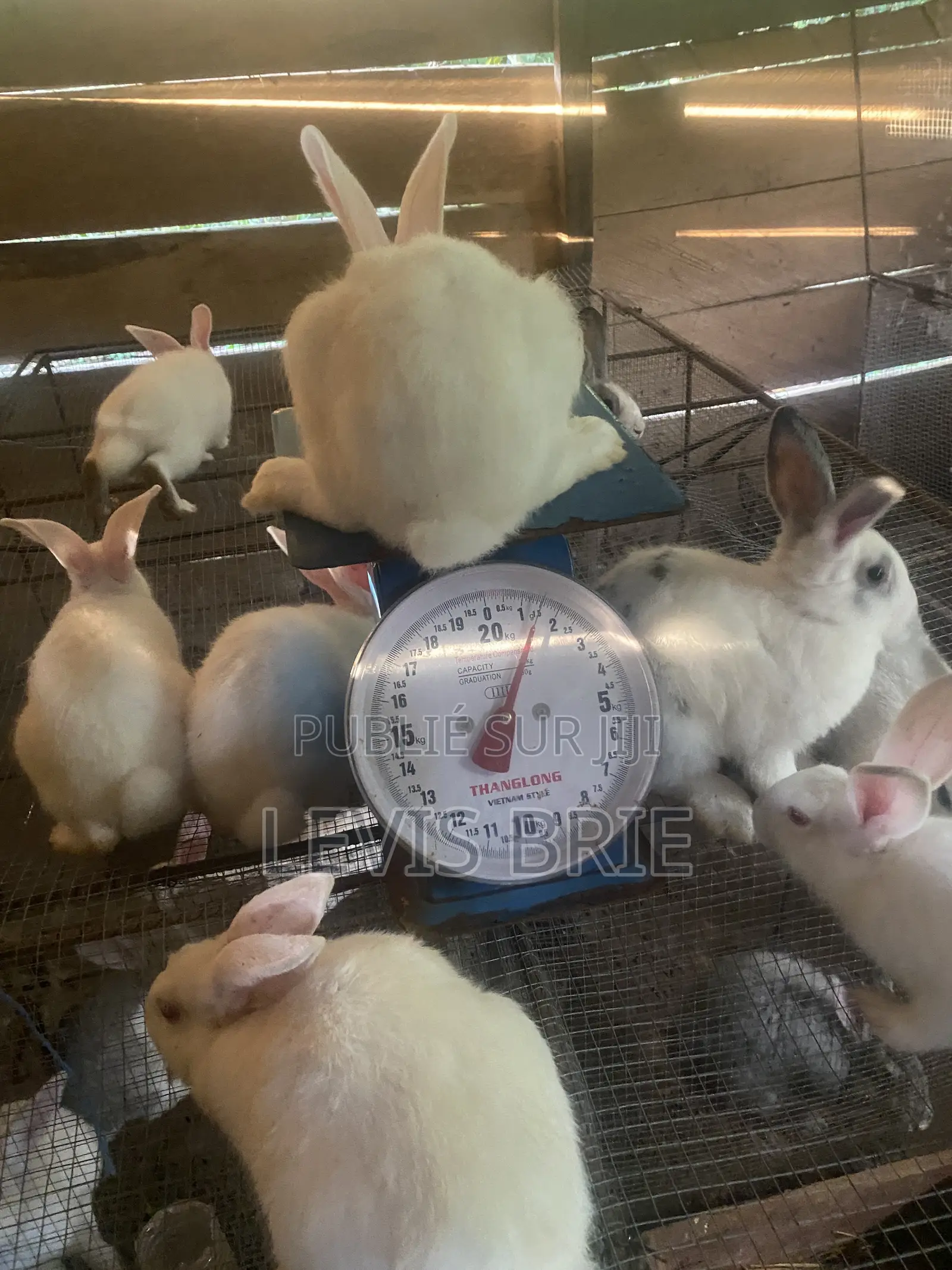 Lapine 3mois 3 Semaines Pour La Reproduction
