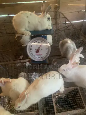 Lapine 3mois 3 Semaines Pour La Reproduction